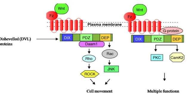 Figure 6: Wnt pathways independant of β-Catenin.  On the left, planar cell polarity  signaling