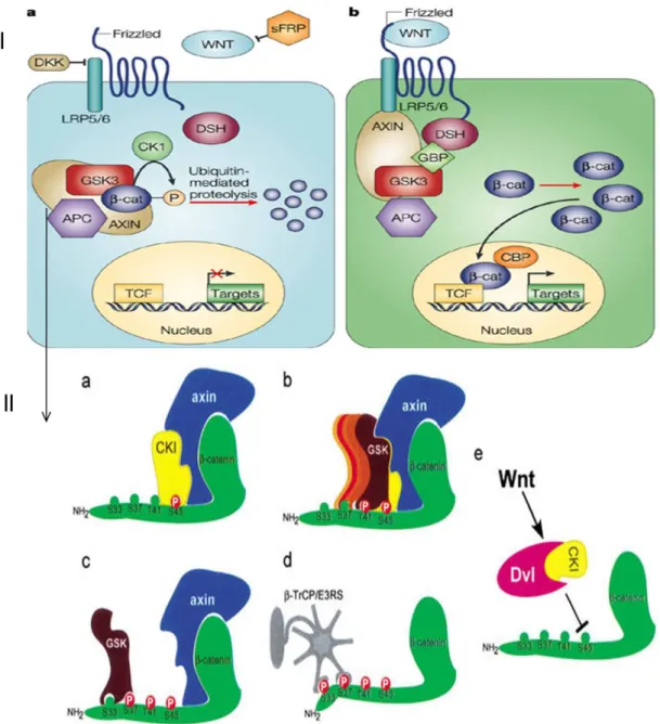 Figure 7: (I) Wnt/β-catenin pathway.  a) When pathway is off β-catenins is recruited to the  destruction complex and targeted for degradation by ubiquitin mediated proteolysis
