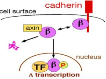 Figure 8: The 3 cellular states of β-catenin. Within the cell β-catenin (β) exist within three  states; bound by Cadherins (top right), complexed with the destruction complex (axin only is shown  here, middle), or in the nucleus