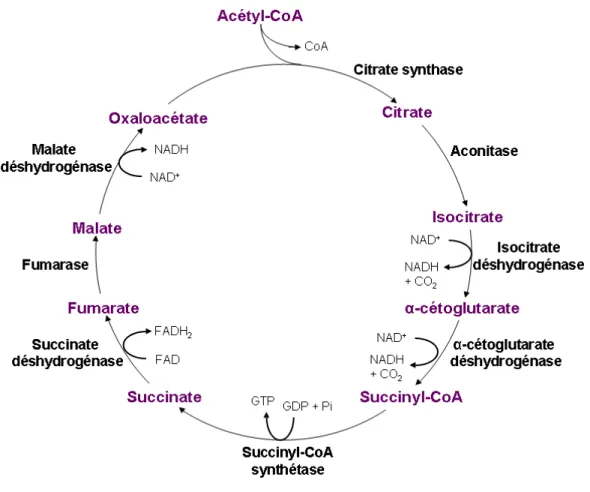Figure 4 : Cycle de l’acide citrique (CAC) ou cycle de Krebs. Figure adaptée de 