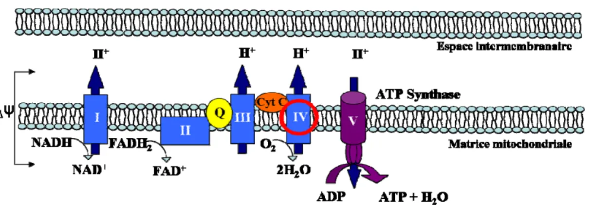 Figure 5 : Chaîne respiratoire mitochondriale. Le transport des électrons du NADH et 