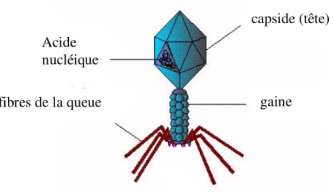 Figure 2 : Structure du phage T4 