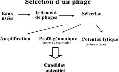 Figure 3 : Processus de sélection d’un bactériophage 
