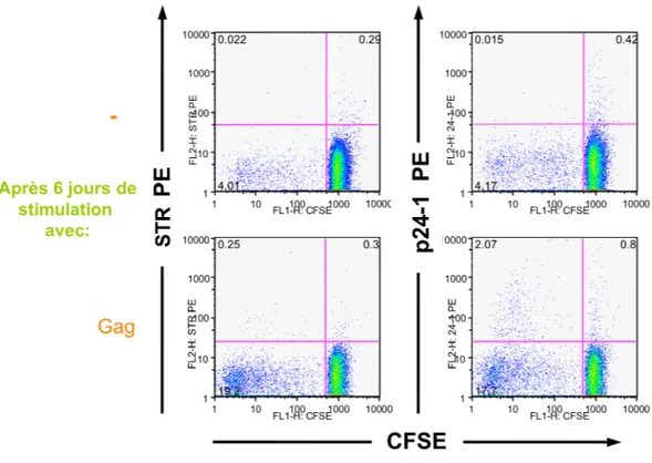 Figure  1  Identification  avec  un  tétramère  de  CMH  de  classe  II  de  cellules  spécifiques  du  VIH-1