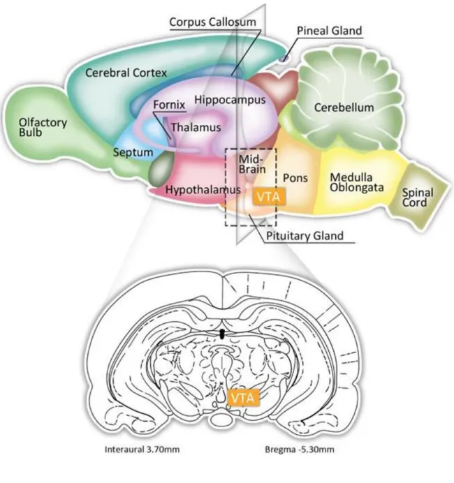 Figure 4. Location of the VTA in the rat brain. 