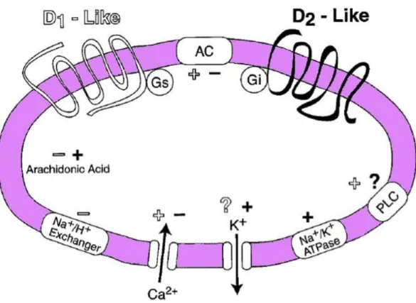 Figure 7. Signal transduction of D1R-like and D2R-like receptors. AC,  adenylate cyclase; PLC, phospholipase C