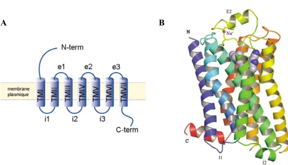 Figure 2. Topologie et structure tridimensionnelle des RCPG.  