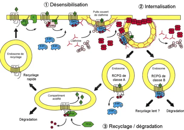 Figure 5. Désensibilisation, internalisation et recyclage des RCPG. 