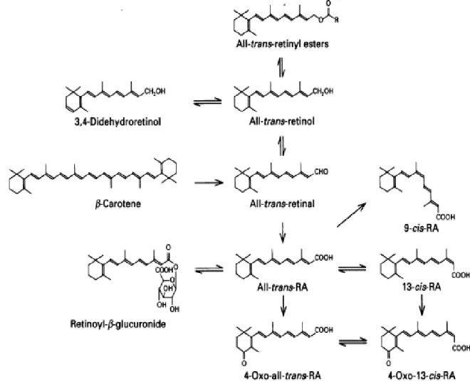 Figure 1.1: Isomères de rétinoïdes (Creech Kraft et al. 1994)  