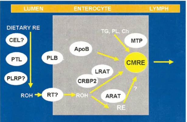Figure 2.2.  Mécanismes de digestion et absorption de la vitamine A (Harrison,  2005) 