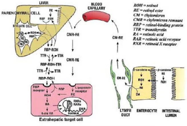 Figure 2.3 : Absorption transport du ROL et RE dans le corps (Blomhoff et  Blomhoff 2006)  ROH : Rétinol  RE : Rétinyl-esters  CM : Chylomicron  CMR : Chylomicron rémanent 