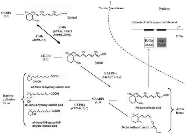 Figure 4.2. Biosynthèse de l’acide rétinoïque (Nezzar et al. 2007)  