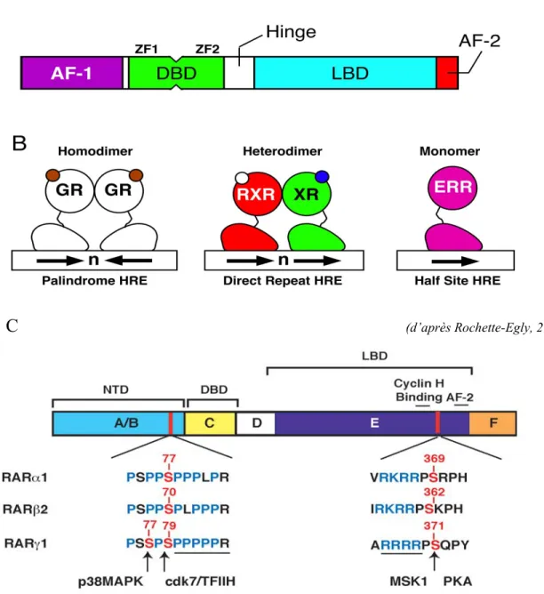 Figure 5.2.1: Structure des récepteurs nucléaires (A); Dimérisation des RNs (B)   (Sonoda et al