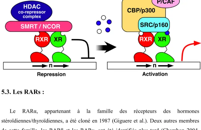 Figure 5.2.2. Répression/activation de récepteurs (d’après Sonoda 2007) 