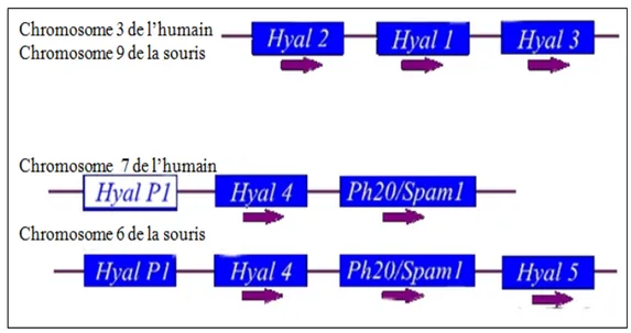 Figure  III.    Arrangement chromosomique  des  différents  gènes  des  hyaluronidases  chez l’humain et la souris