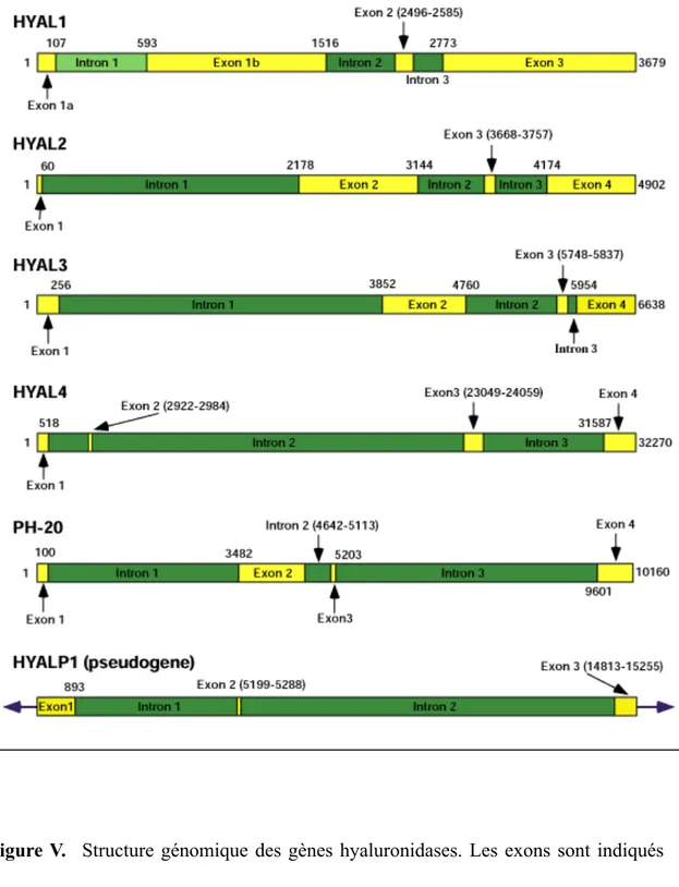 Figure V.    Structure  génomique  des gènes hyaluronidases.  Les  exons sont indiqués  avec  les rectangles jaunes et les introns  avec  les  rectangles  vert foncés