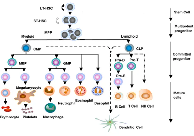 Figure 1. Hematopoietic differentiation 