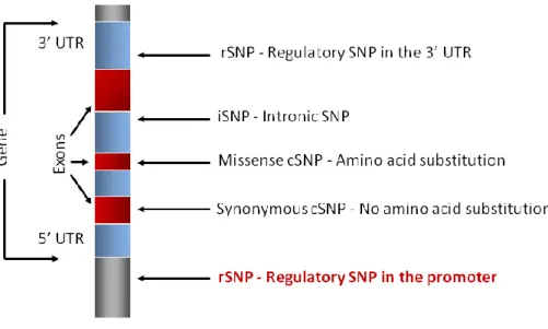 Figure 6. Gene-based single nucleotide polymorphisms 