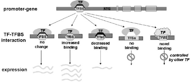 Figure 7. The impact of a SNP in a transcription factor binding site (TFBS)  A SNP that lies within a gene promoter can alter recognition sites for 