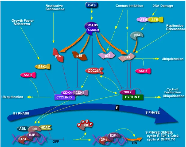 Figure 12. Illustration of the G1/S cell cycle checkpoint 