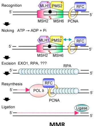 Figure 13. DNA repair mechanisms 
