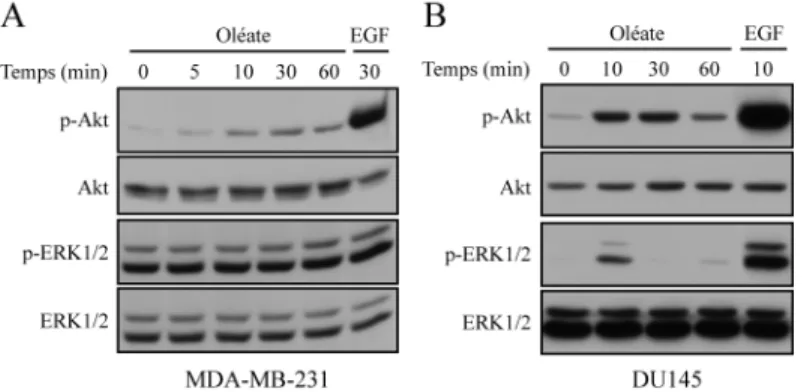 Figure  4 :  L’oléate  induit  la  phosphorylation  des  protéines  Akt  et  ERK1/2  dans  les  cellules de cancer de la prostate DU145 et la phosphorylation d’Akt dans les cellules  de cancer du sein MDA-MB-231
