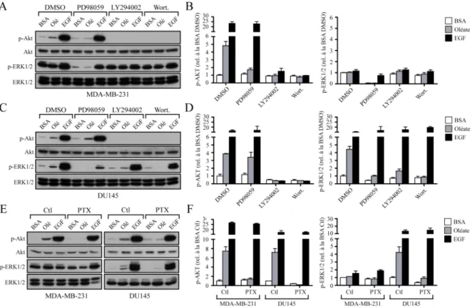 Figure 7 : Effets des différents inhibiteurs pharmacologiques sur la phosphorylation  d’Akt et d’ERK1/2 induite par l’oléate dans les cellules du cancer du sein  MDA-MB-231 et du cancer de la prostate DU145