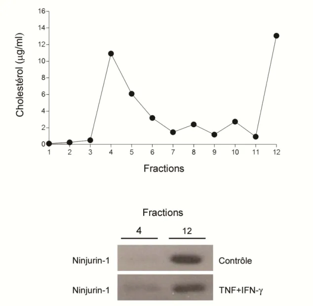 Figure 4 : Ninjurin-1 s’accumule dans les radeaux lipidiques dans les cultures  primaires de CE-BHE humaines dans un contexte inflammatoire 