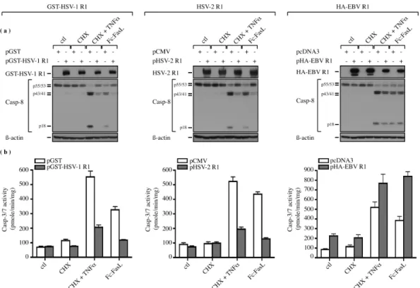 Figure 1 : GST-HSV-1 R1 and HSV-2 R1 inhibit TNFα- and FasL-induced apoptosis but  not HA-EBV R1