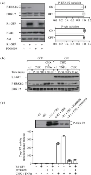 Figure 3 : HSV-2 R1 does not affect ERK1/2 and Akt signaling pathways.  