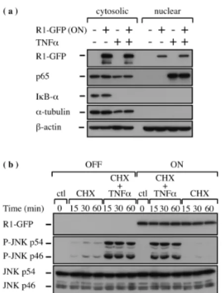 Figure 4 : HSV-2 R1 does not affect NF-κB or JNK activation.  