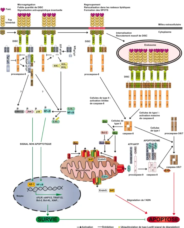 Figure 2 : Voies de signalisation induites par Fas. 