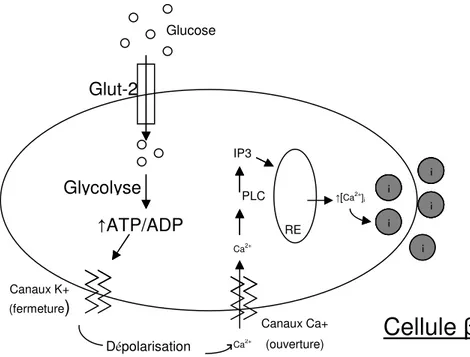Figure B : Mécanisme de stimulation de la sécrétion d’insuline dans les cellules  β. Le glucose sanguin entre dans les cellules β en liant le transporteur glut-2