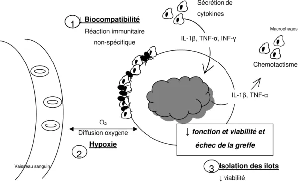 Figure D : Représentation des trois causes les plus importantes de l’échec  de  la  transplantation  microencapsulés