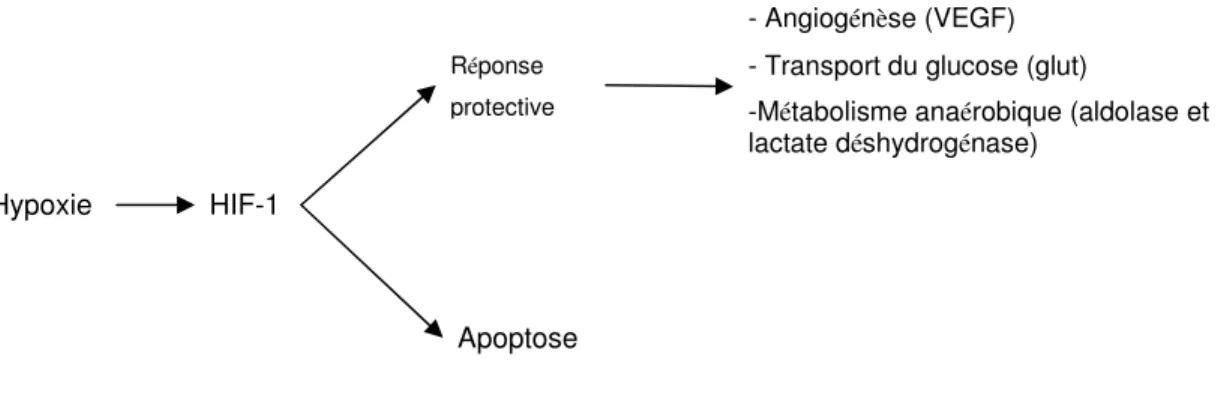 Figure  E :  Double  rôle  de  HIF-1  et  exemples  de  réponse  protective  des  îlots