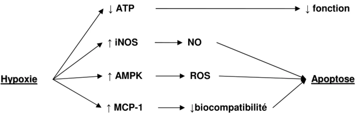 Figure  F :  Effets  de  l’hypoxie  sur  les  îlots.  L’hypoxie  diminue  l’ATP  dans la cellule, ce qui affecte la sécrétion d’insuline