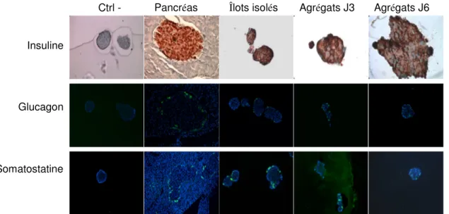 Fig. 2 : Organisation cellulaire des agrégats. La disposition des cellules β  (insuline), α (glucagon) et δ (somatostatine) dans les îlots dans le pancréas, les 
