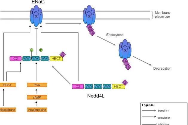 Figure 6. Régulation de ENaC par Nedd4L. SGK1 active ENaC. La phosphorylation de Nedd4l par SGK1 et PKA empêche la liaison de ce dernier à ENaC et donc son ubiquitination