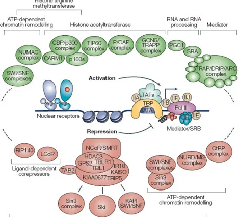 Figure  2.  Complexes  de  coactivateurs  et  de  corépresseurs  impliqués  dans  la  régulation transcriptionnelle des récepteurs nucléaires 