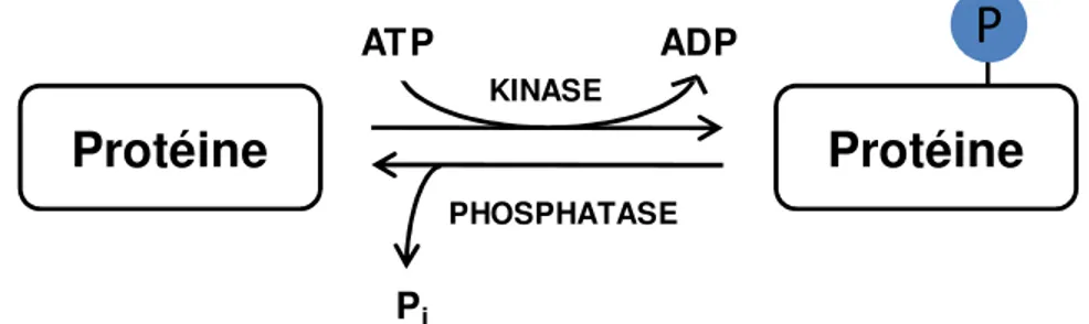 Figure 3. Schéma général de la phosphorylation