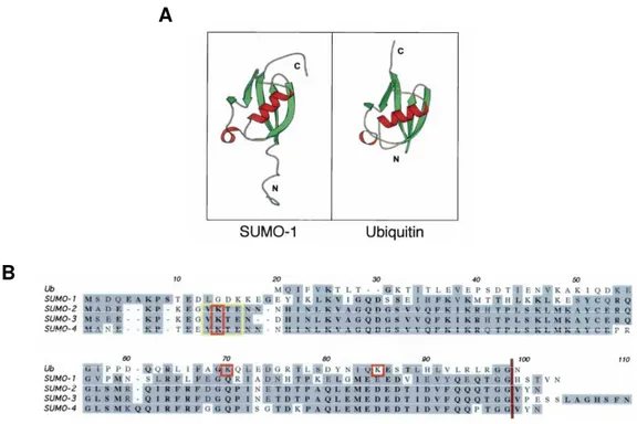 Figure 5. La protéine SUMO et l’ubiquitine ont des structures semblables 
