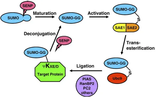 Figure 6. Schéma général de la sumoylation 