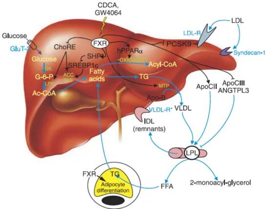 Figure 10. Action de FXR sur le métabolisme des triglycérides 