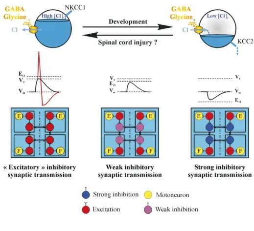 Figure 3. Concentration ionique CL -  durant le développement de la moelle épinière et  effet de celui-ci sur la réponse électrique du GABA et de la glycine