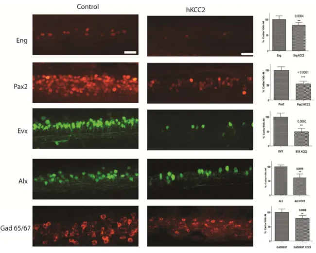 Figure 5. Immunohistochimie des interneurones de poissons sauvages et de poisson  injectés avec l’ARNm de KCC2