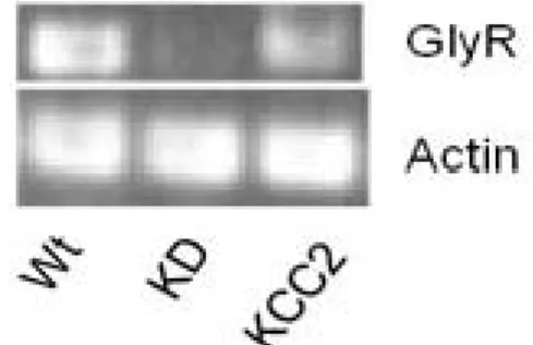 Figure 8. RT-PCR GlyR. RT-PCR de la sous unité alpha du récepteur glycinergique dans  la larve du poisson zébré sauvage, injecté avec le morpholino alpha2 et injecté avec  l’ARNm de KCC2 humain, à une journée post fertilisation
