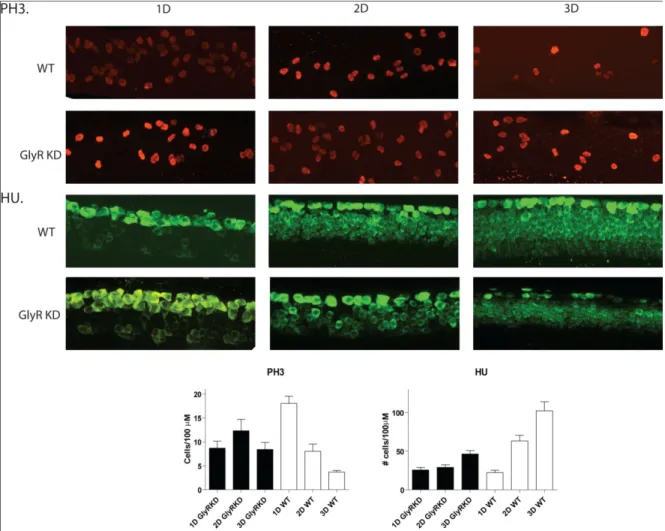 Figure 11. Immunohistochimie de HU et PH3 de la moelle épinière de larves de  poissons zébrés sauvages et injectés avec le morpholino ciblant le récepteur  glycinergique, dans le temps