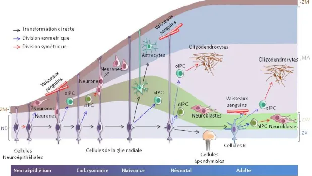 Figure  2:  Représentation  schématique  illustrant  la  formation  des  différents  types  cellulaires au cours du développement du cerveau chez les mammifères