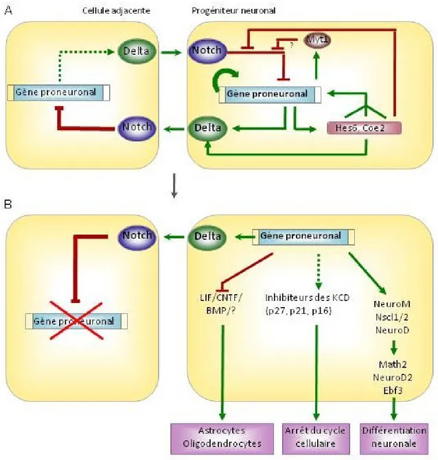 Figure  3:  Schéma  illustrant  le  processus  d'inhibition  latérale  déclenché  par  la  voie  Notch et son rôle dans la spécification et la différenciation neuronales