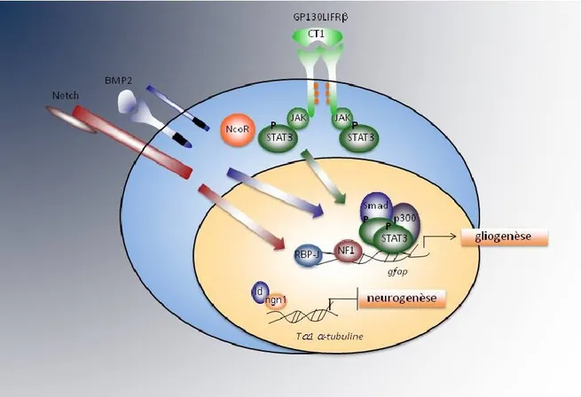Figure  4:  Représentation  schématique  illustrant  les  principaux  signaux  environnementaux qui convergent dans l'induction de la génération des astrocytes